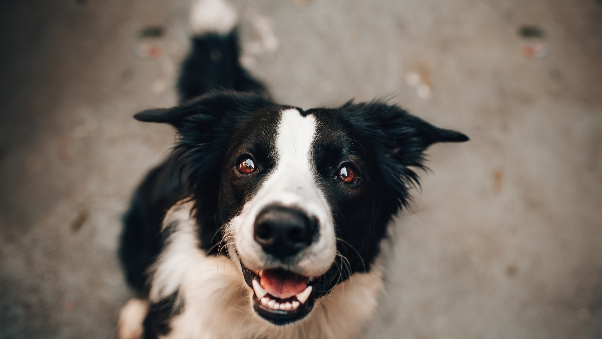 Köpeklerde Burun Akıntısı Neden Olur?