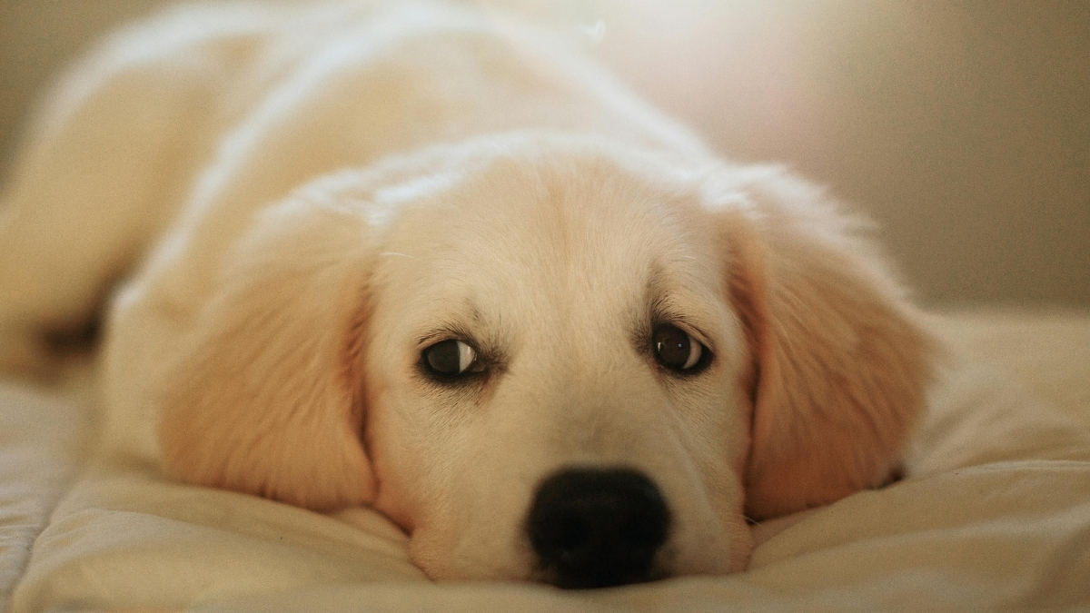 Köpeklerde Burun Akıntısı Neden Olur?