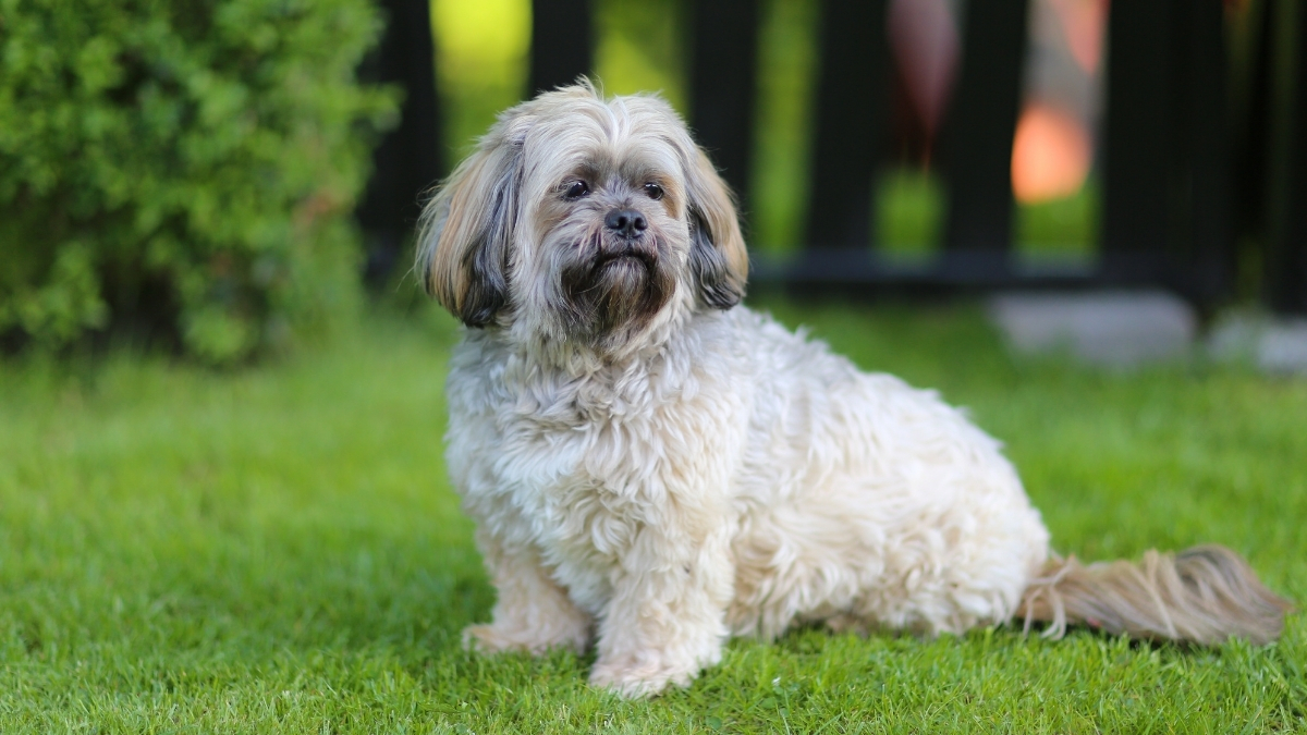 Lhasa Apso Köpek Irkı Özellikleri ve Bakımı