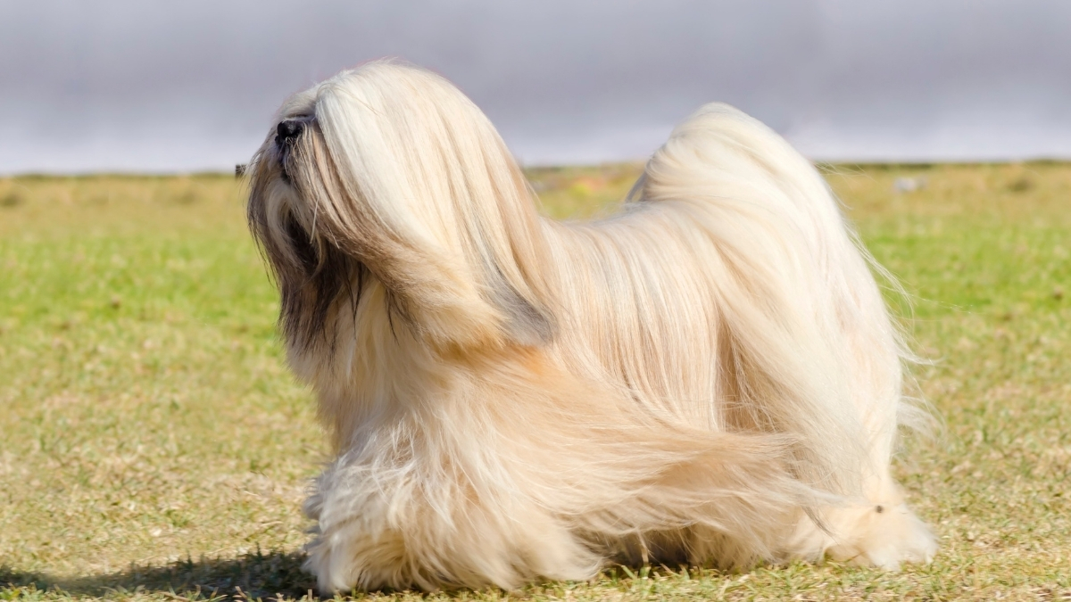 Lhasa Apso Köpek Irkı Özellikleri ve Bakımı