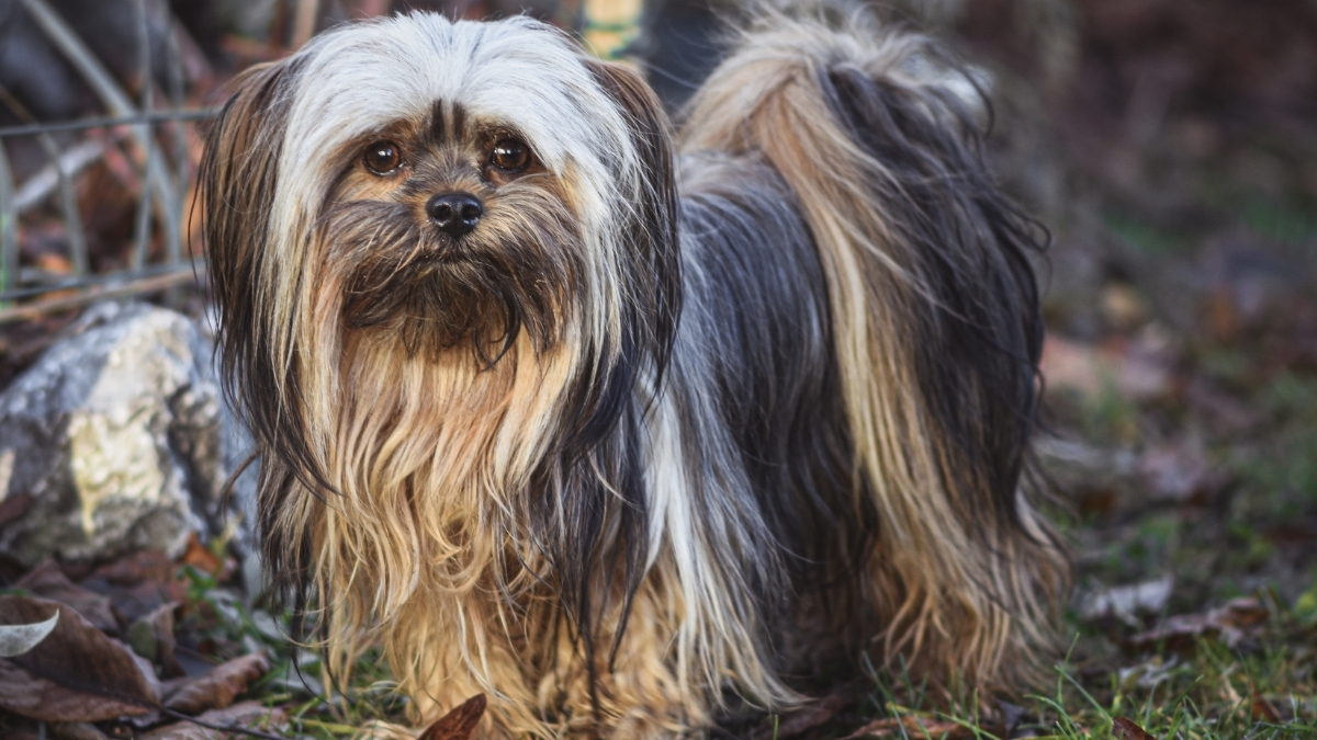 Lhasa Apso Köpek Irkı Özellikleri ve Bakımı