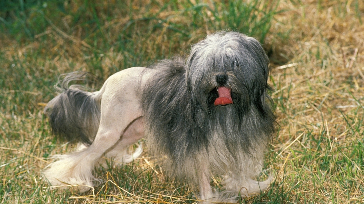 Löwchen (Küçük Aslan Köpeği) Özellikleri ve Bakımı