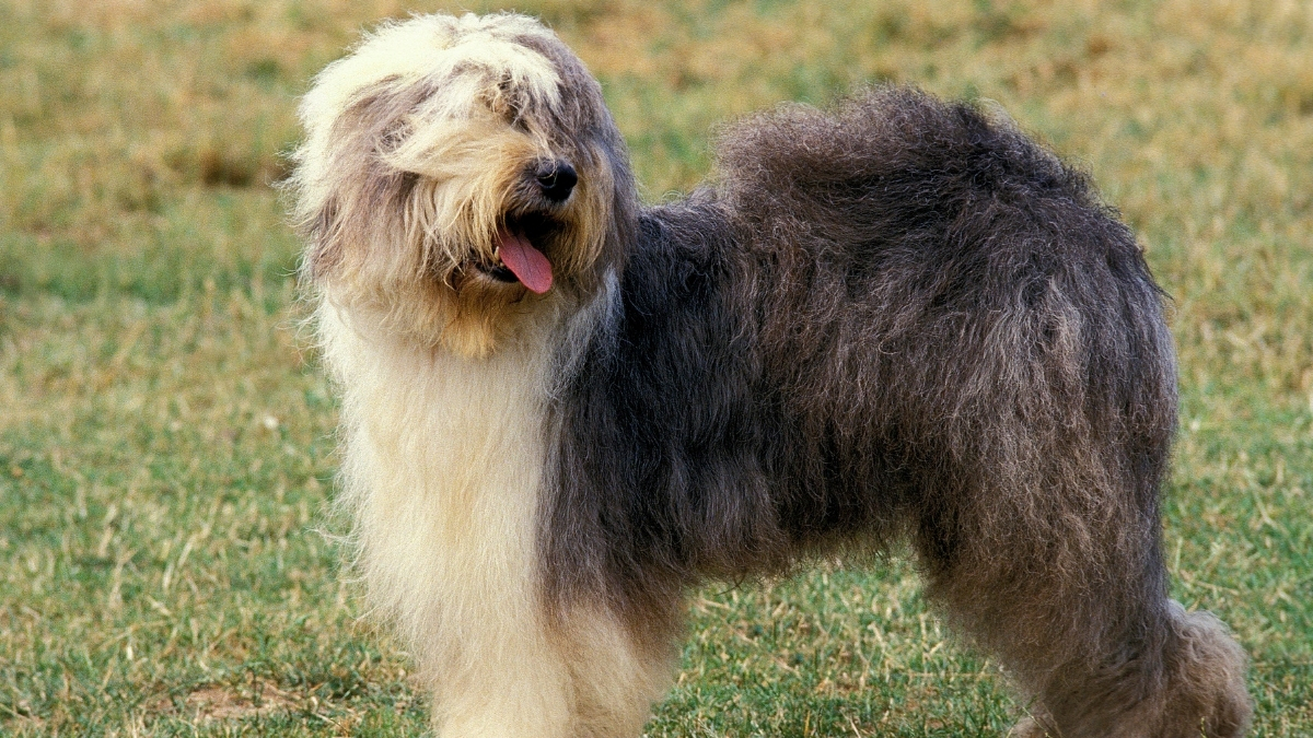 Löwchen (Küçük Aslan Köpeği) Özellikleri ve Bakımı