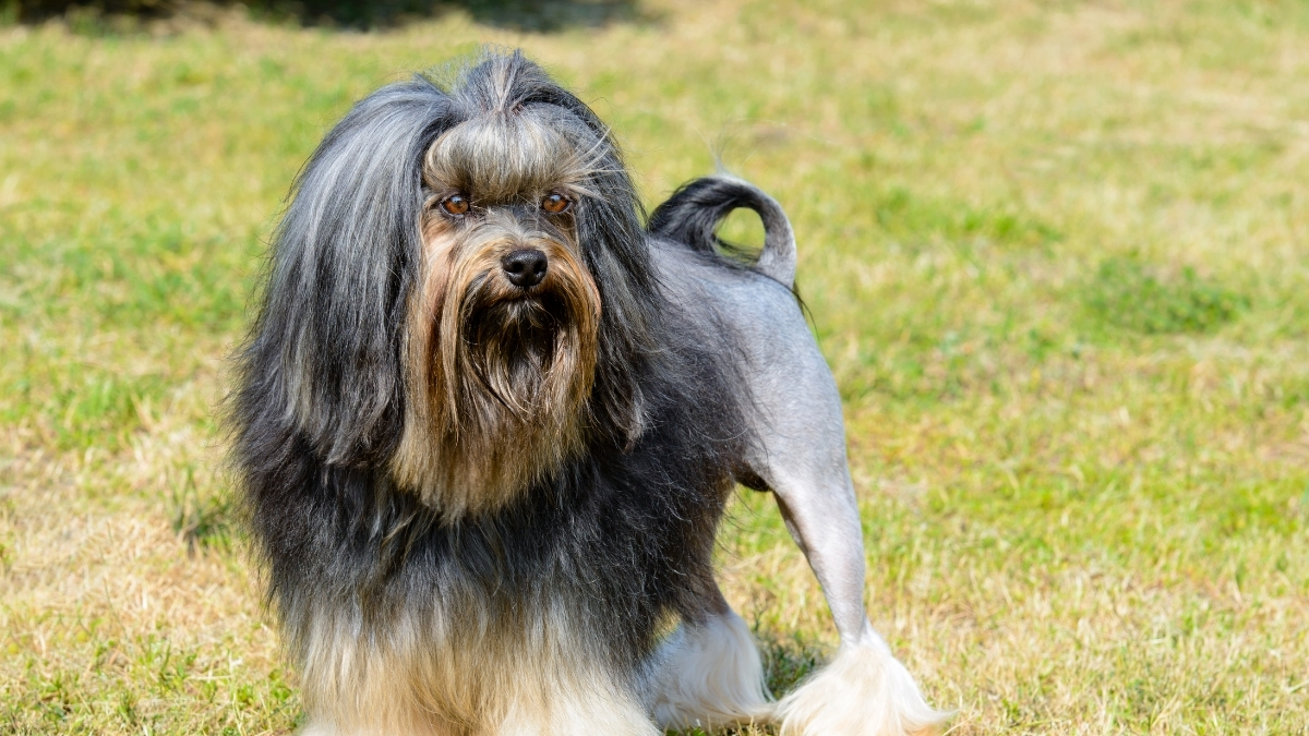 Löwchen (Küçük Aslan Köpeği) Özellikleri ve Bakımı