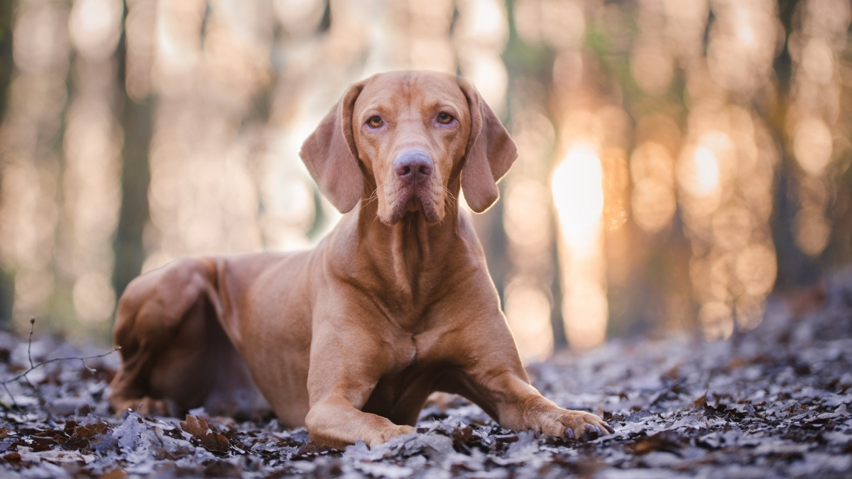 Macar Vizsla Köpek Irkı Özellikleri Ve Bakımı Nasıldır?