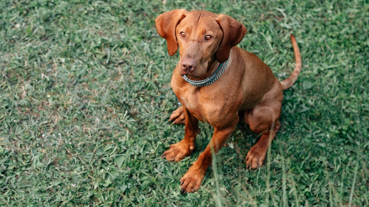Macar Vizsla Köpek Irkı Özellikleri Ve Bakımı Nasıldır?