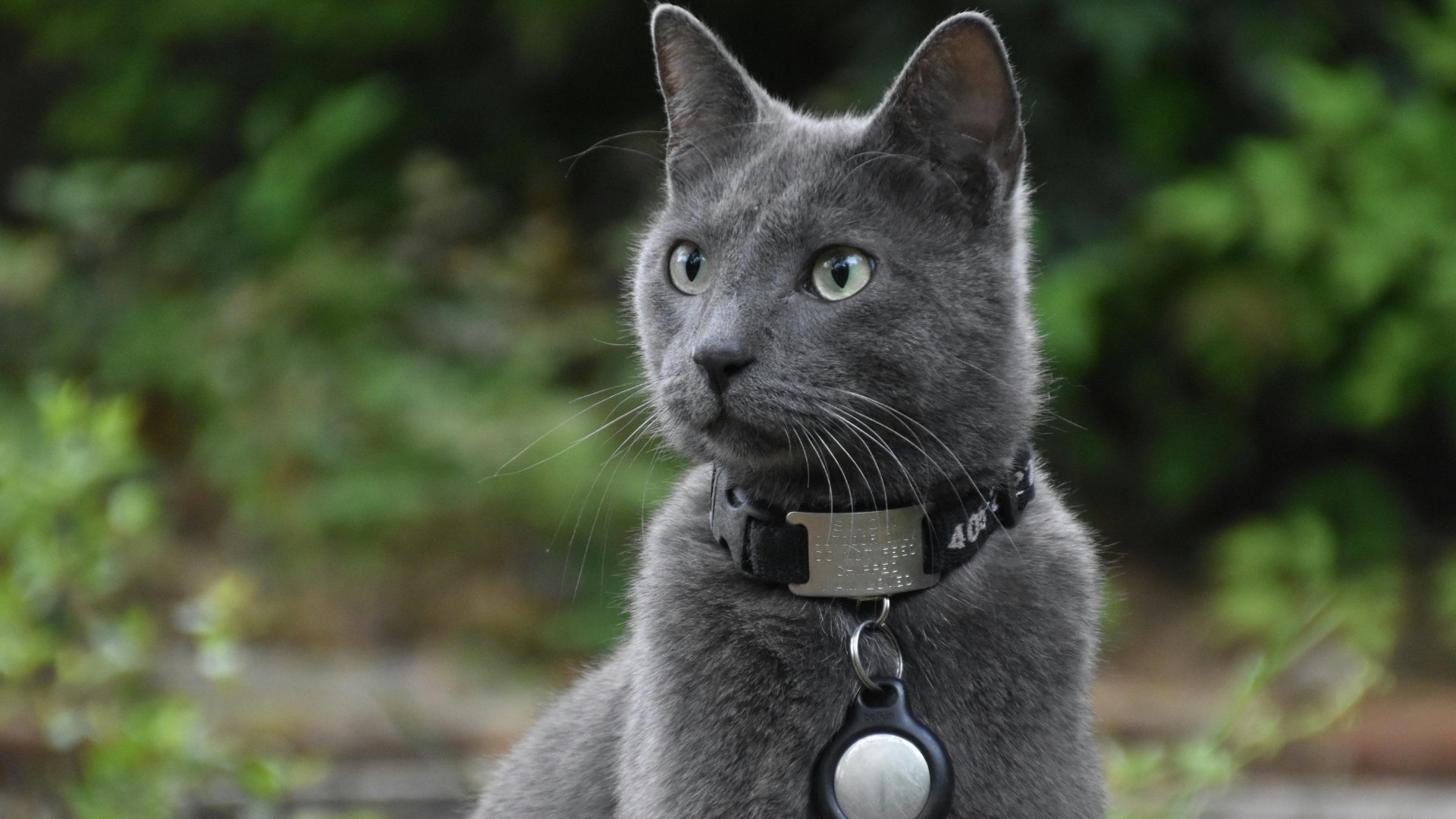 Mavi Rus Kedisi (Russian Blue) Özellikleri ve Bakımı