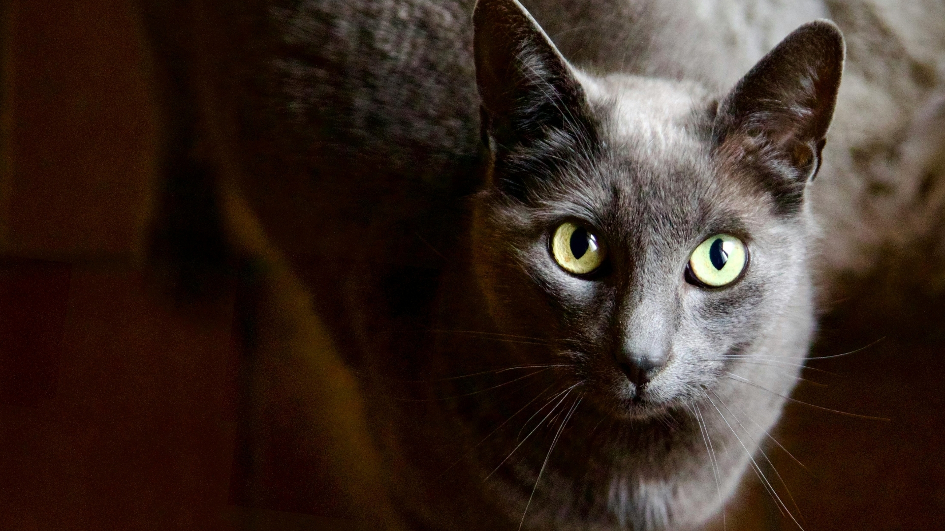 Mavi Rus Kedisi (Russian Blue) Özellikleri ve Bakımı