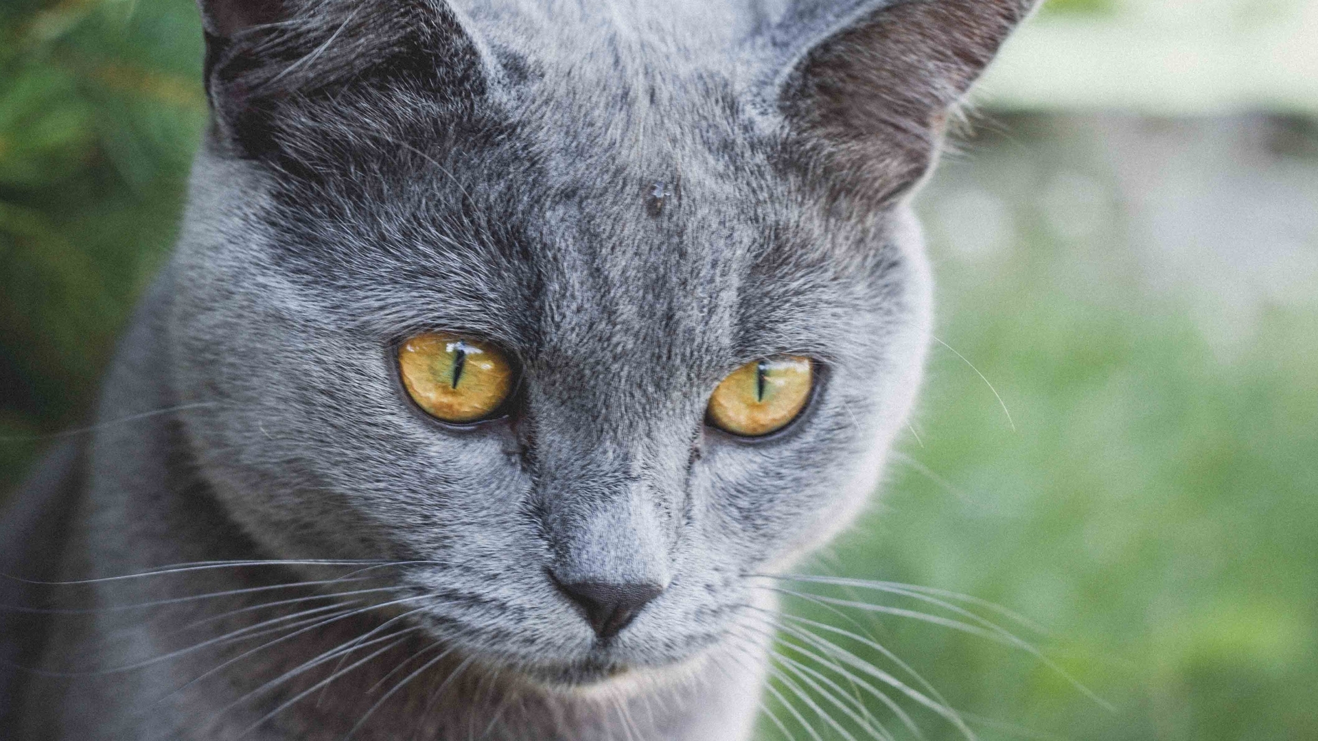 Mavi Rus Kedisi (Russian Blue) Özellikleri ve Bakımı
