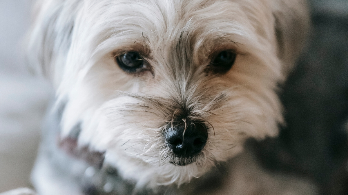 Morkie Köpek Özellikleri ve Bakımı