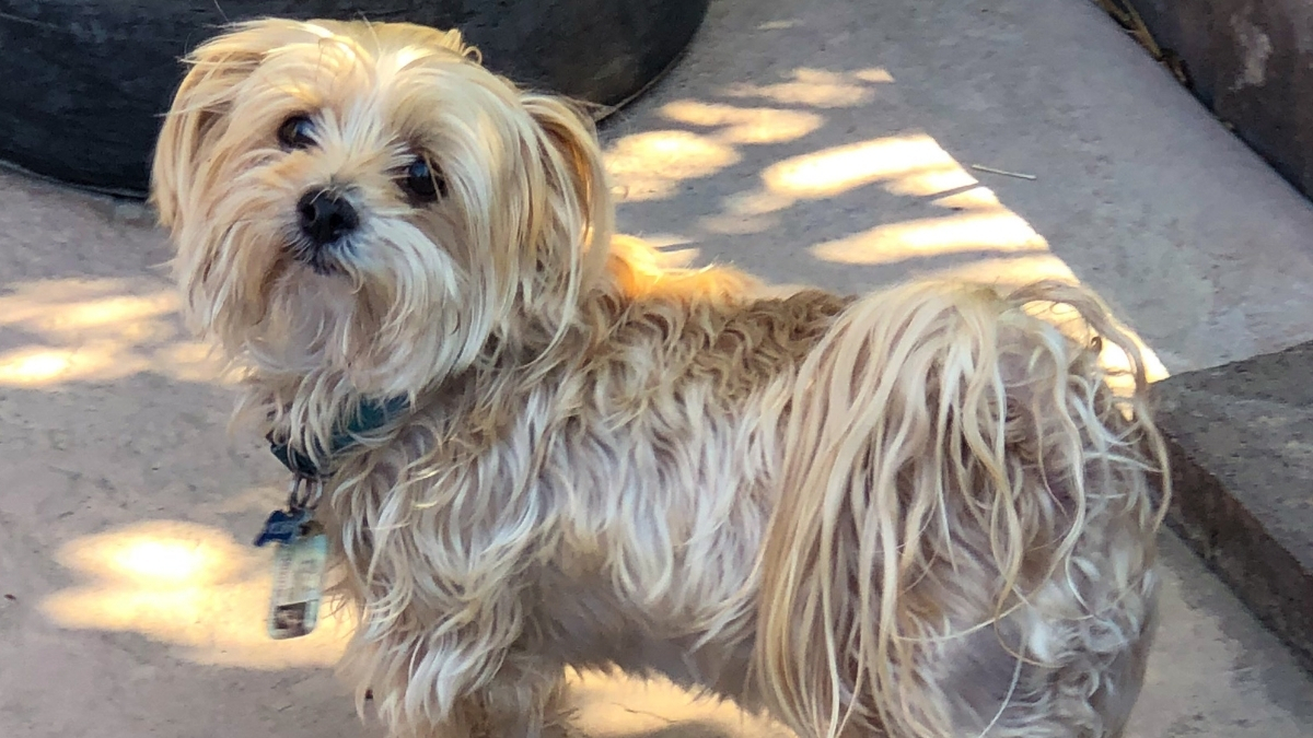 Morkie Köpek Özellikleri ve Bakımı