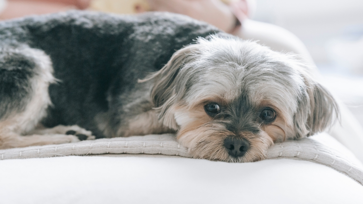 Morkie Köpek Özellikleri ve Bakımı