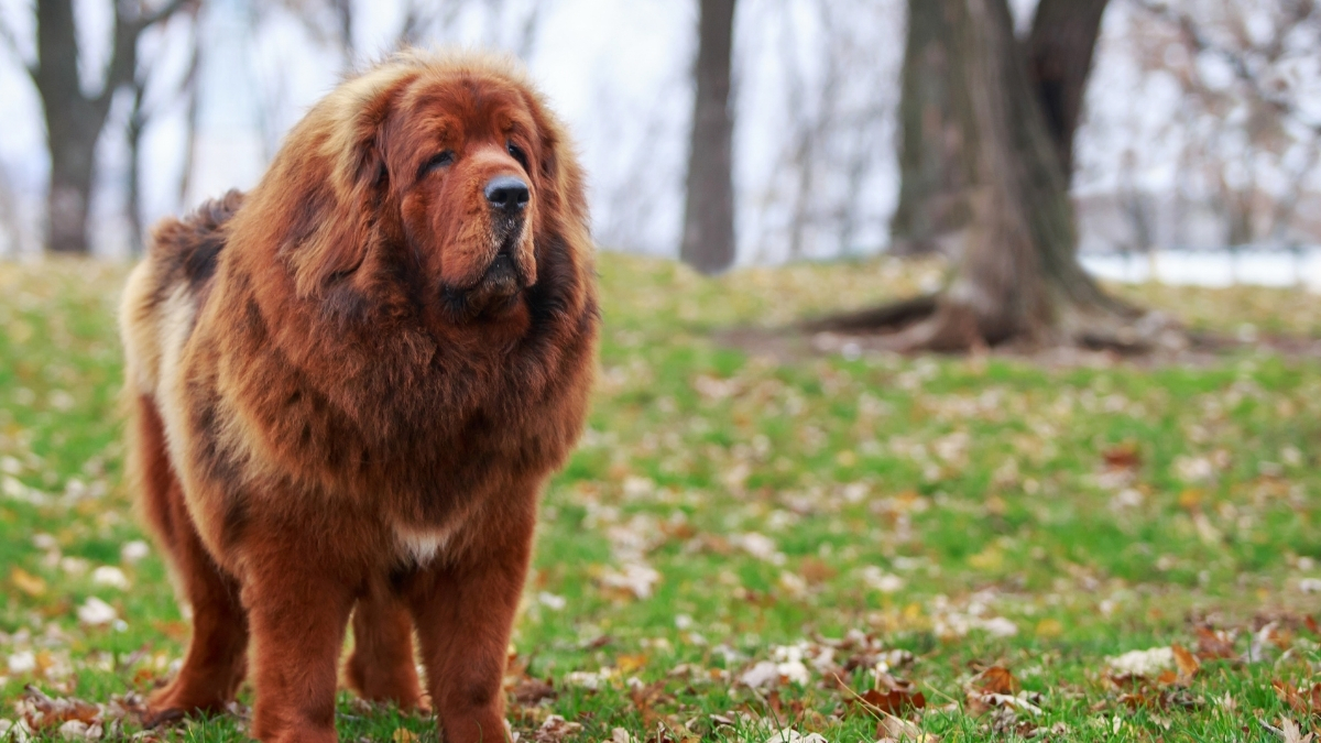 Neapolitan Mastiff Köpek Irkı Özellikleri ve Bakımı