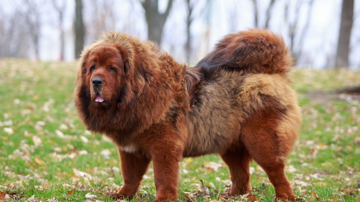 Neapolitan Mastiff Köpek Irkı Özellikleri ve Bakımı