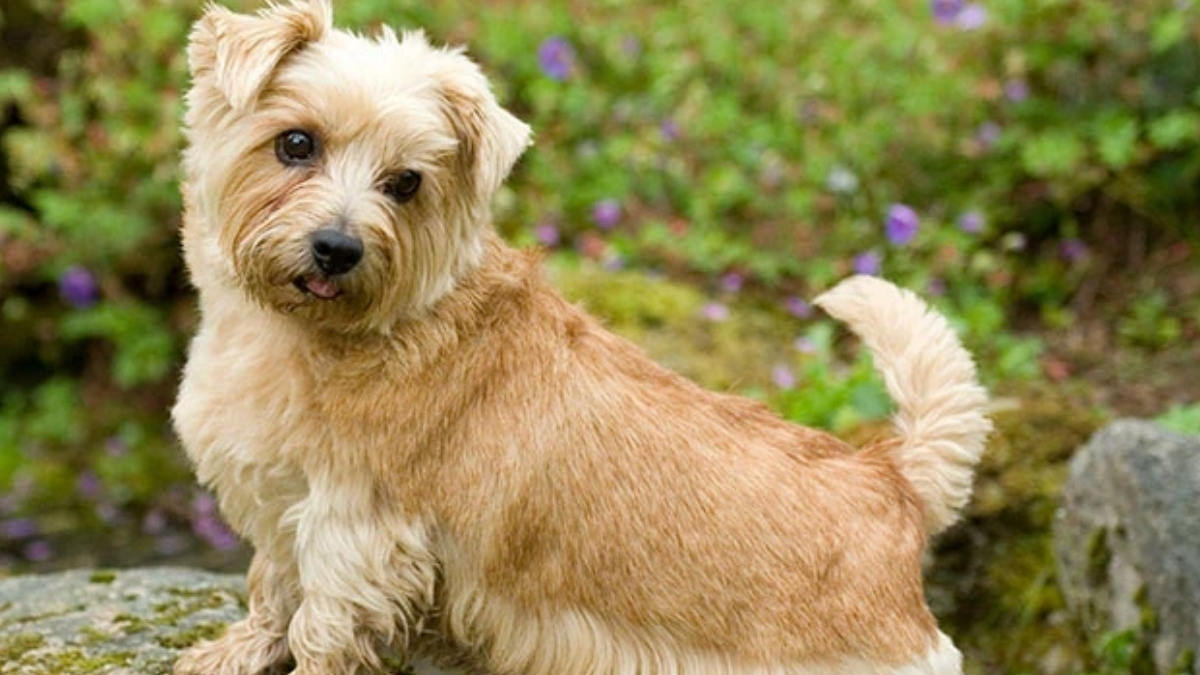 Norfolk Terrier Köpek Irkı Özellikleri ve Bakımı
