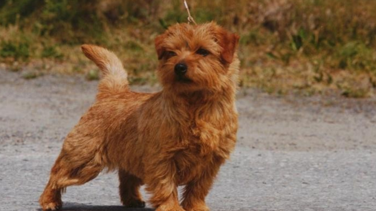 Norfolk Terrier Köpek Irkı Özellikleri ve Bakımı