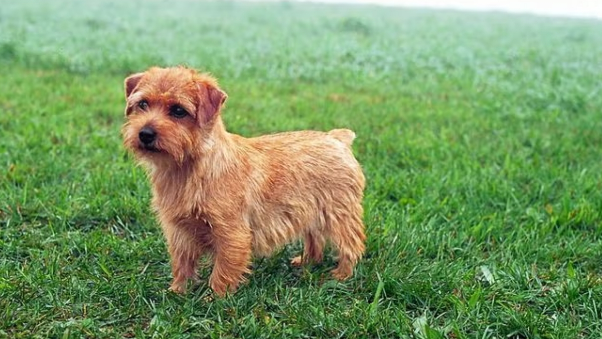Norfolk Terrier Köpek Irkı Özellikleri ve Bakımı
