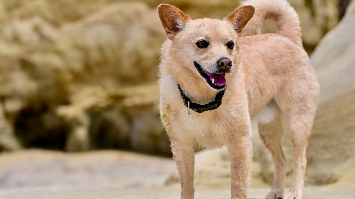 Norwegian Buhund Köpek Irkı Özellikleri ve Bakımı
