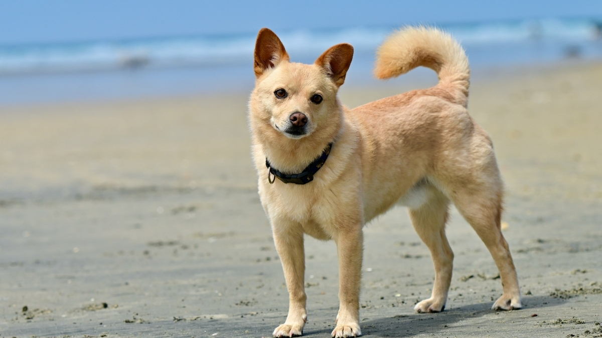 Norwegian Buhund Köpek Irkı Özellikleri ve Bakımı