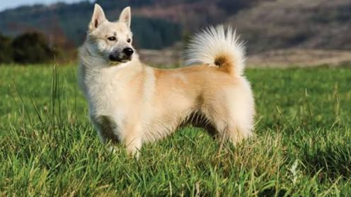 Norwegian Buhund Köpek Irkı Özellikleri ve Bakımı