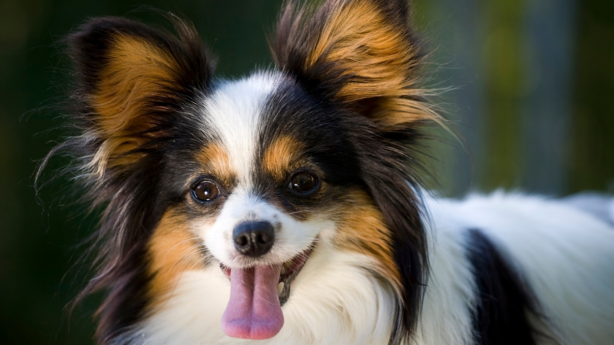 Papillon Köpeği Özellikleri ve Bakımı