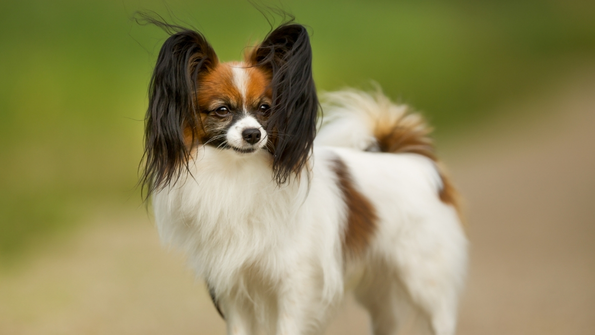 Papillon Köpeği Özellikleri ve Bakımı
