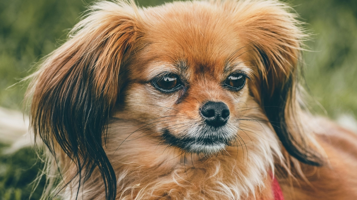 Papillon Köpeği Özellikleri ve Bakımı