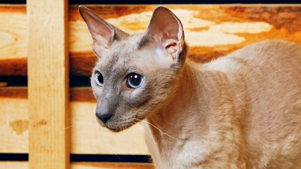 Peterbald Kedisi Özellikleri Ve Bakımı