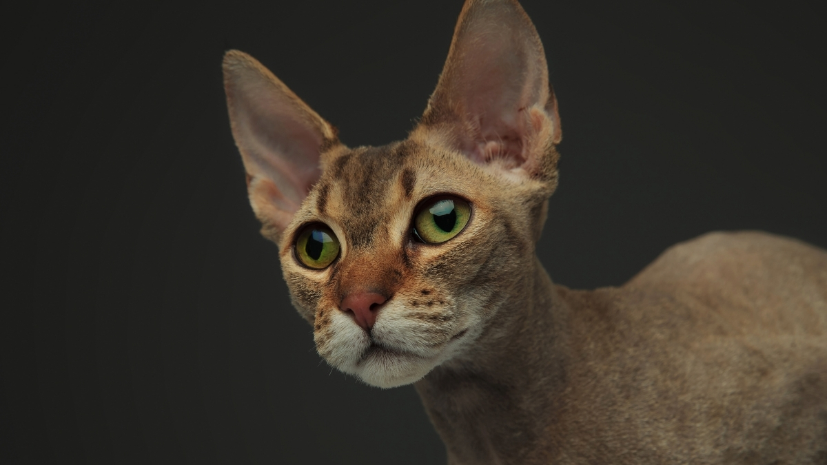 Peterbald Kedisi Özellikleri Ve Bakımı