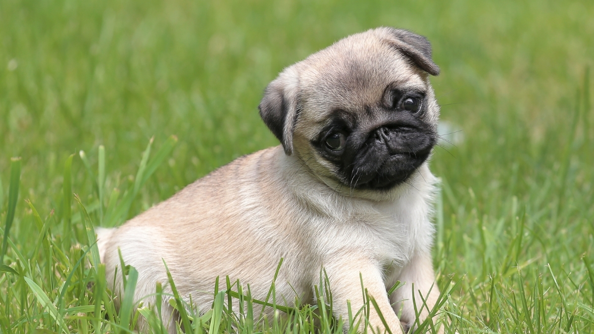 Pug Köpek Irkı Özellikleri ve Bakımı
