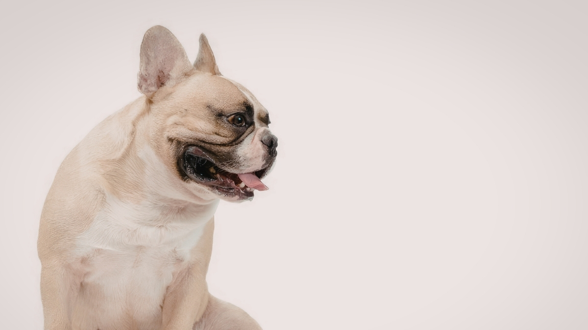 Pug Köpek Irkı Özellikleri ve Bakımı