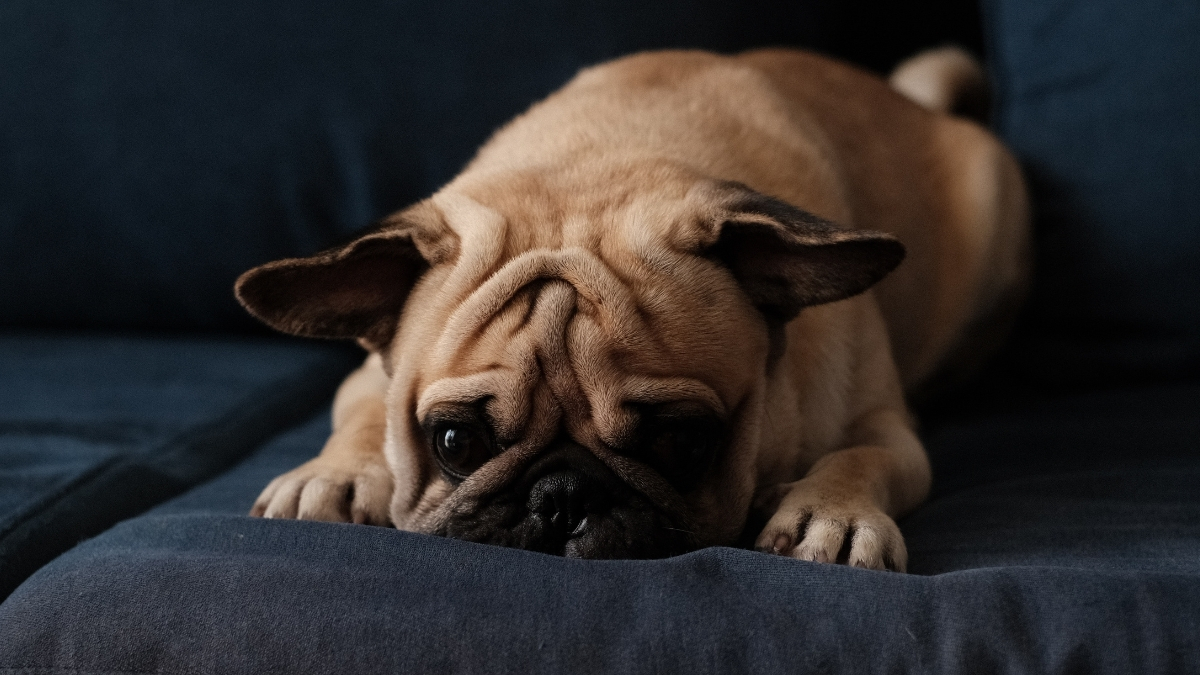 Pug Köpek Irkı Özellikleri ve Bakımı