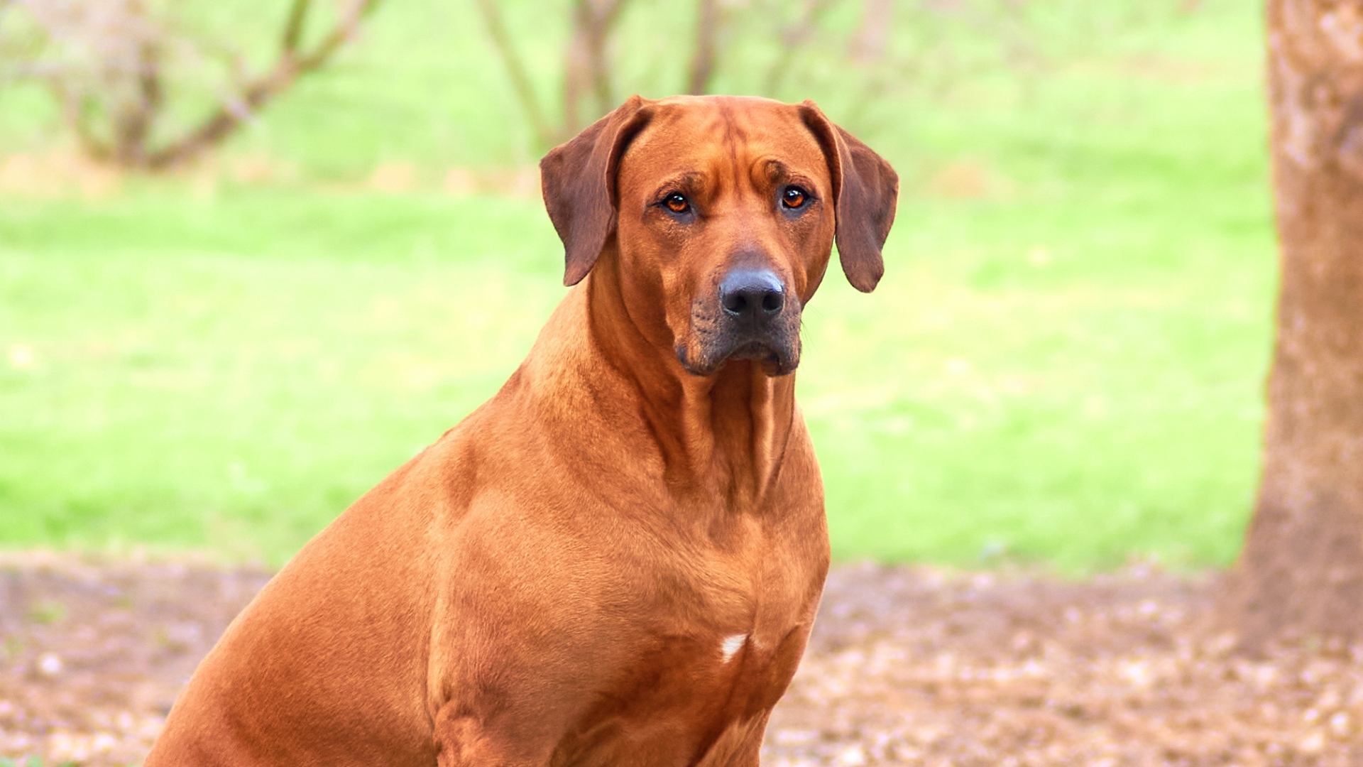 Rhodesian Ridgeback (Rodezya Aslan Köpeği) Özellikleri Ve Bakımı