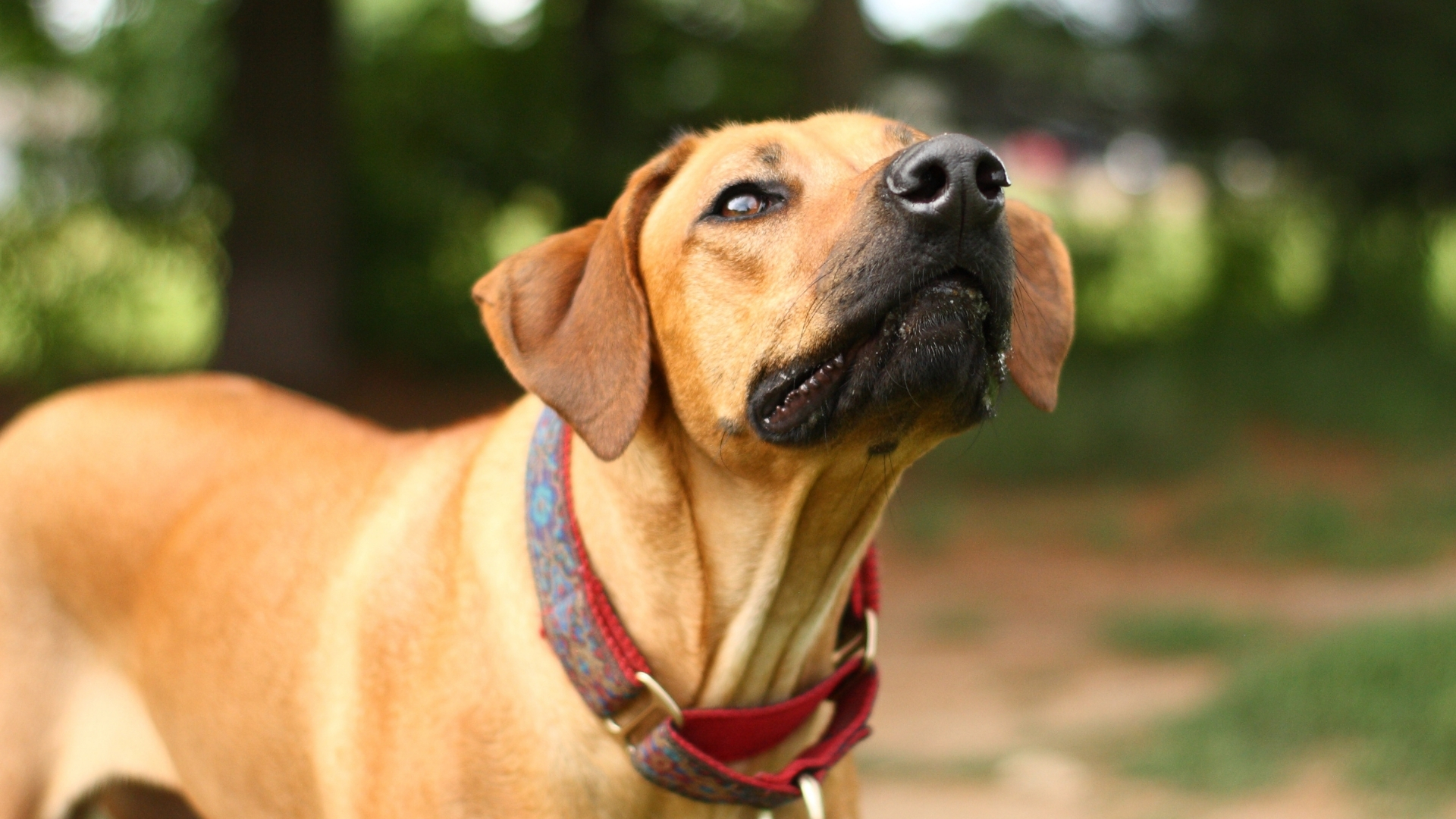 Rhodesian Ridgeback (Rodezya Aslan Köpeği) Özellikleri Ve Bakımı