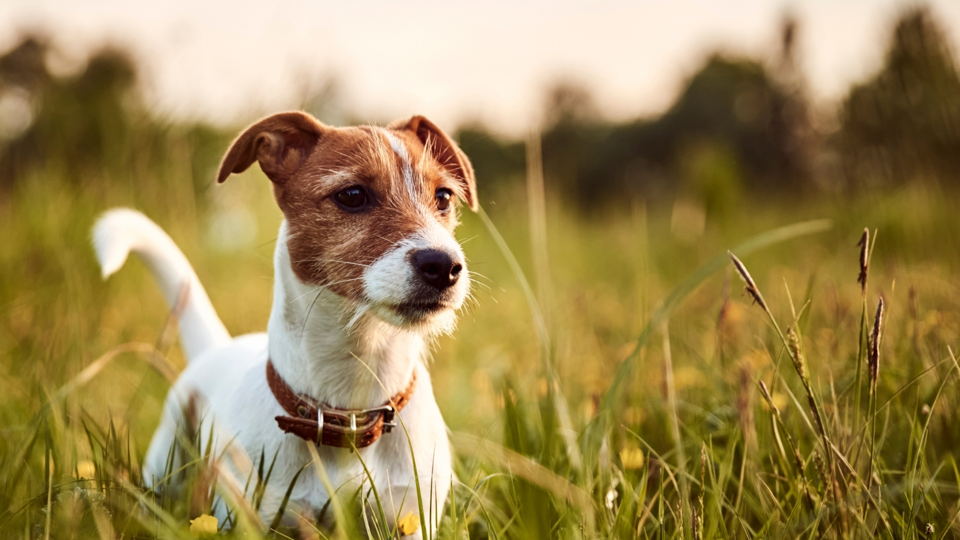 Russell Terrier Köpek Irkı Özellikleri Ve Bakımı