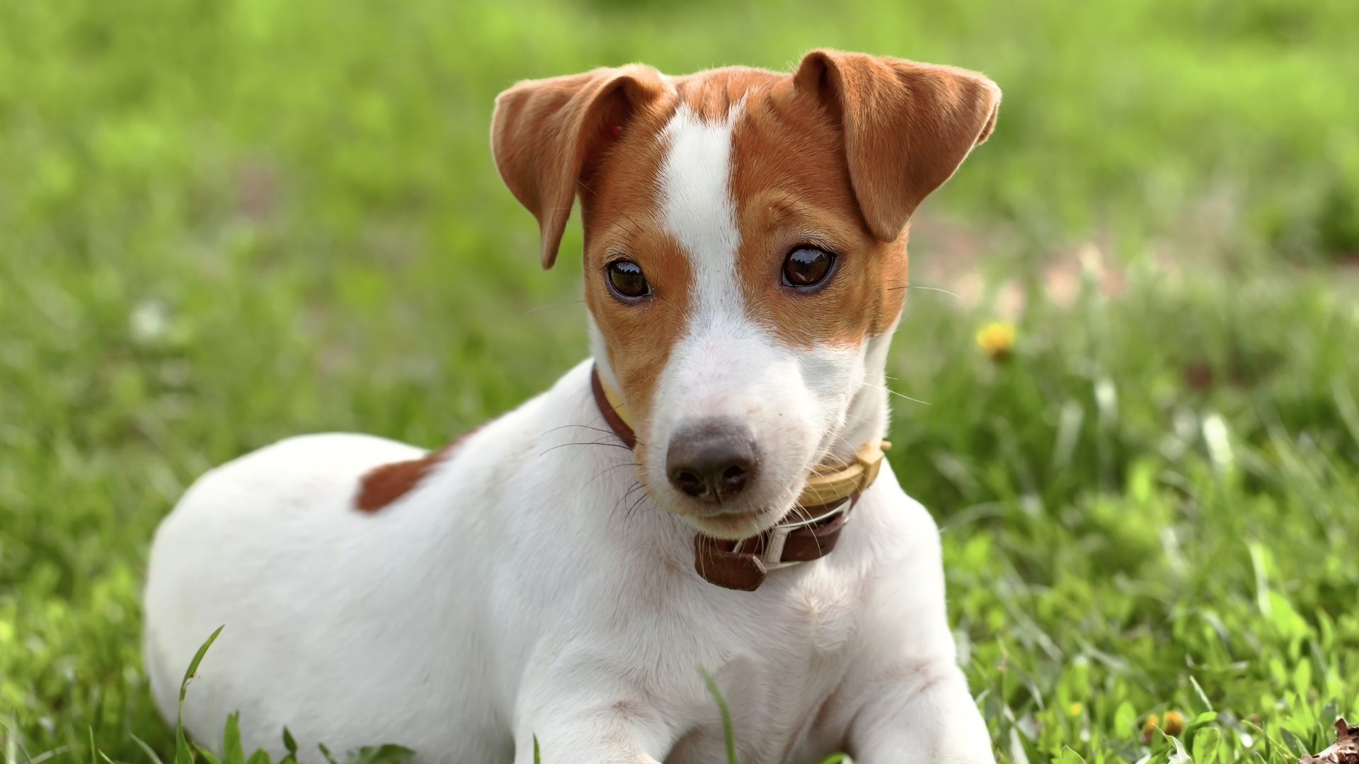 Russell Terrier Köpek Irkı Özellikleri Ve Bakımı