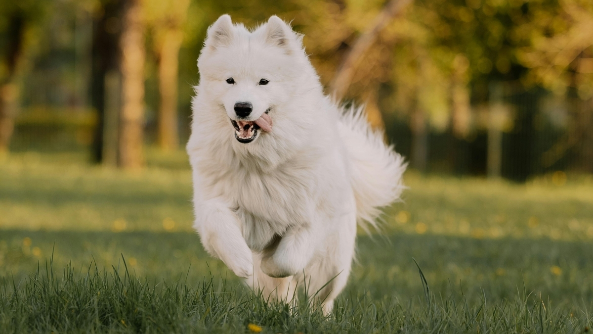 Samoyed Köpeği Özellikleri ve Bakımı