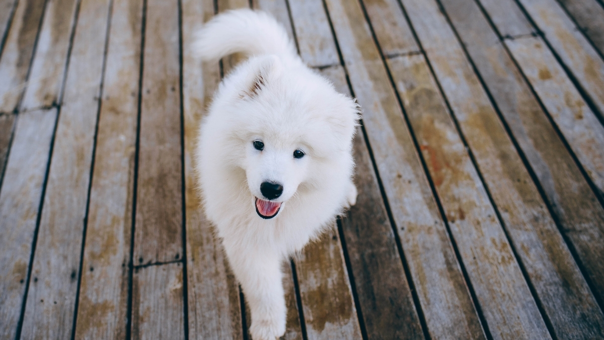 Samoyed Köpeği Özellikleri ve Bakımı