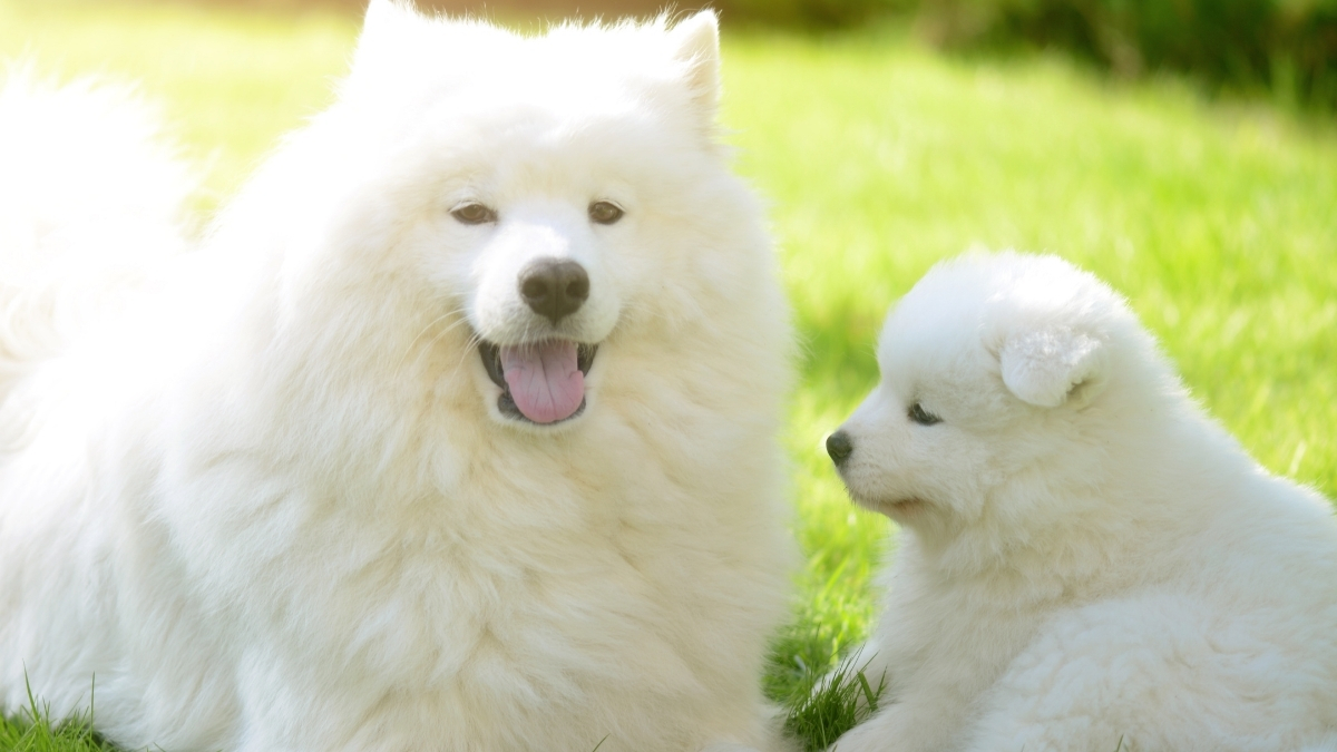 Samoyed Köpeği Özellikleri ve Bakımı