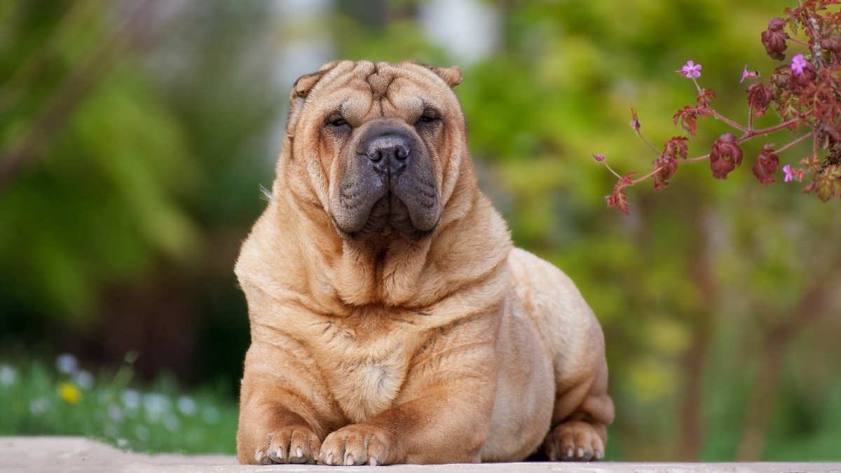 Shar Pei Köpek Irkı Özellikleri Ve Bakımı