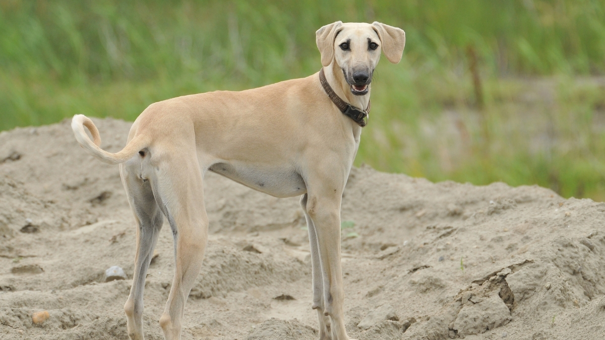 Sloughi (Arap Tazısı) Köpek Irkı Özellikleri Ve Bakımı