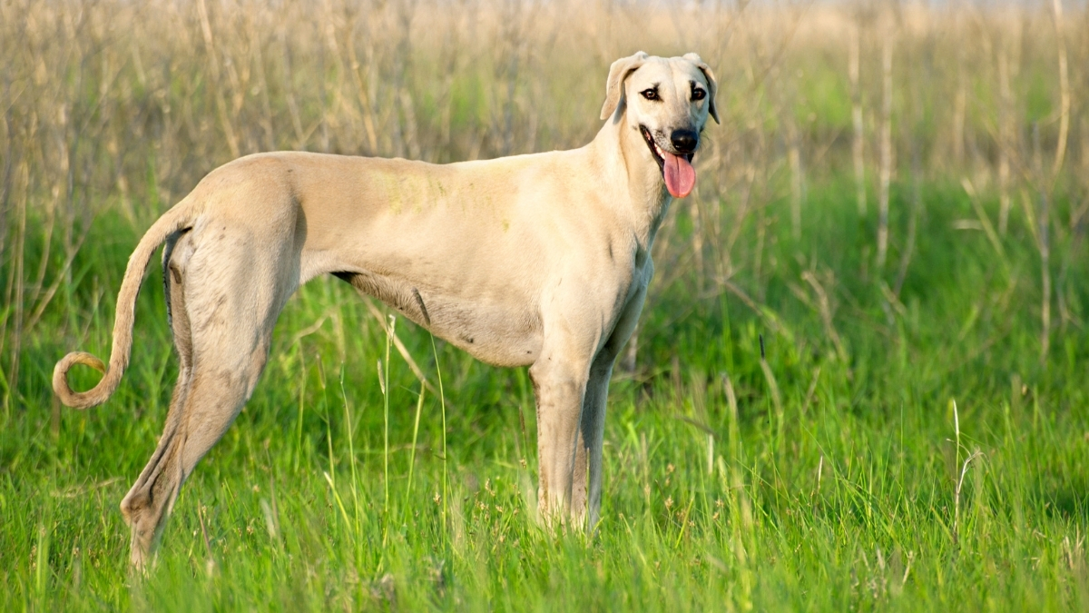 Sloughi (Arap Tazısı) Köpek Irkı Özellikleri Ve Bakımı