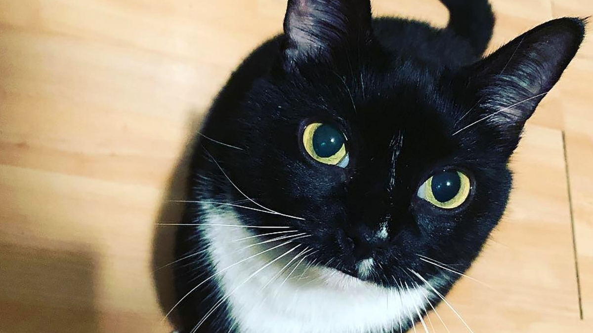 Smokin (Tuxedo) Kedisi Özellikleri ve Bakımı