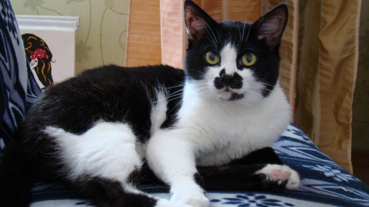 Smokin (Tuxedo) Kedisi Özellikleri ve Bakımı