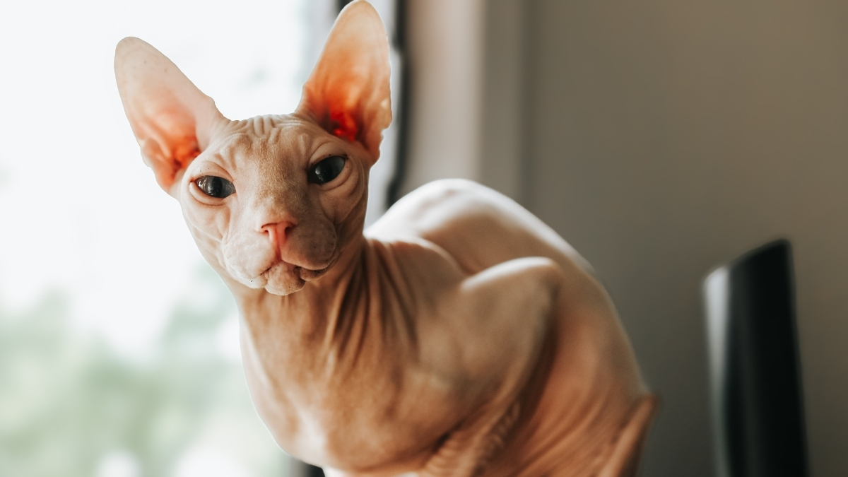 Sphynx Kedisi Özellikleri ve Bakımı