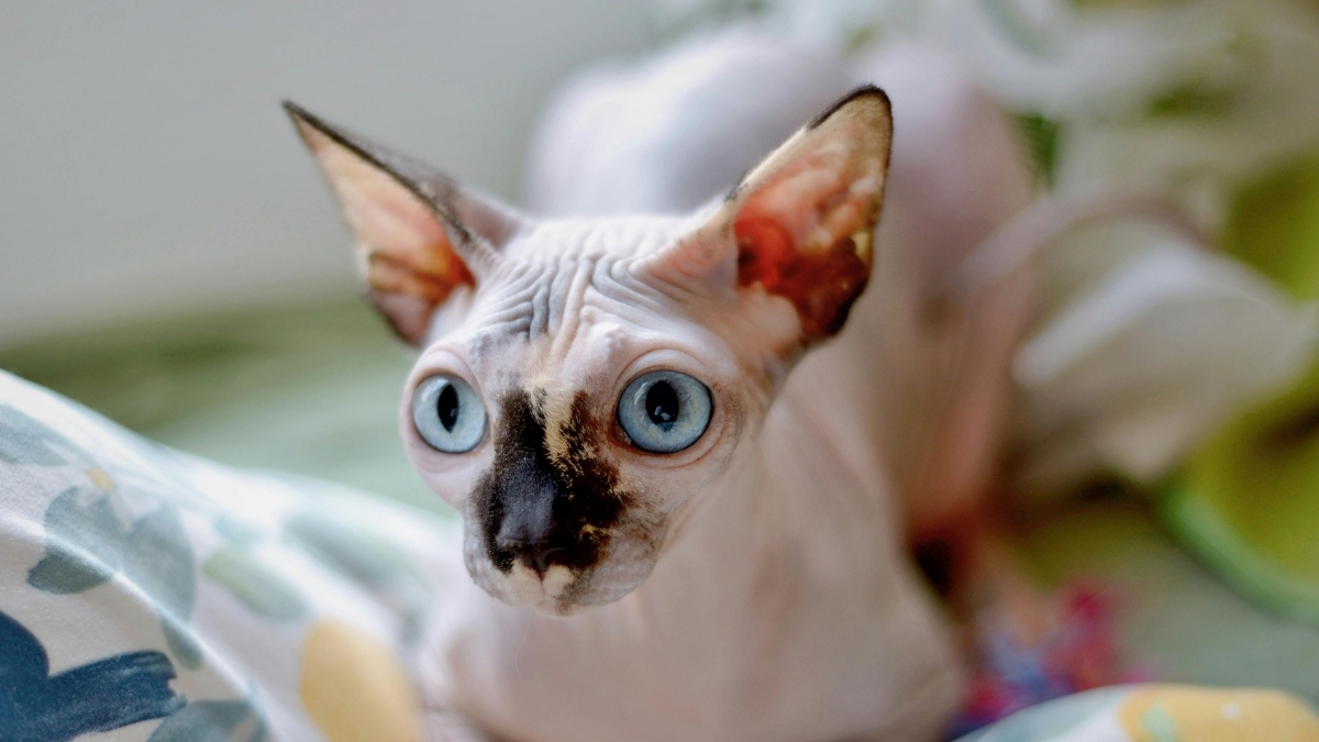 Sphynx Kedisi Özellikleri ve Bakımı