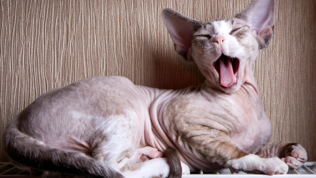 Sphynx Kedisi Özellikleri ve Bakımı