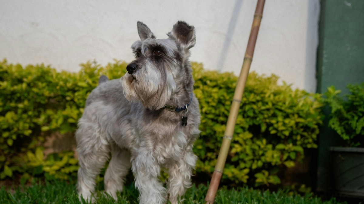 Standard Schnauzer Köpek Irkı Özellikleri Ve Bakımı