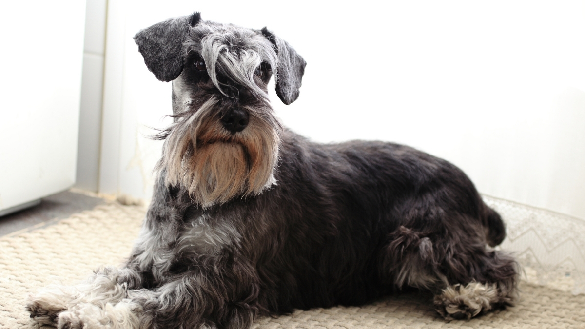 Standard Schnauzer Köpek Irkı Özellikleri Ve Bakımı