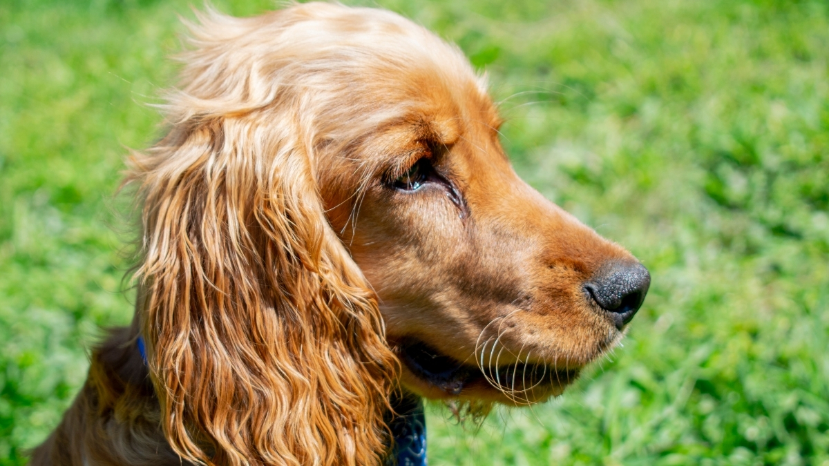 Sussex Spaniel Köpek Irkı Özellikleri Ve Bakımı